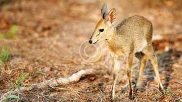 Why African Species are So Vulnerable to Hunters