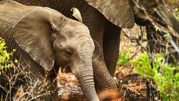 96 Elephants are Being Killed Every Day in Africa