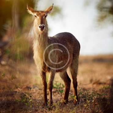 Rare Species of Asia
