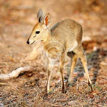 Stop Deer Hunting