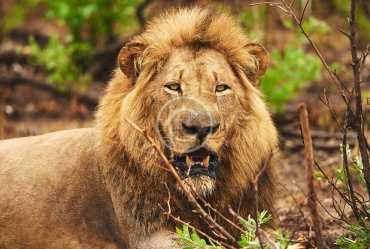 Lions are Endangered