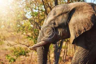 Elephants and Pollution
