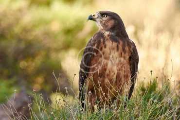 Vulnerable Species Protection