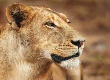Wildlife Conservation