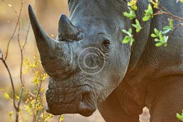 Stop Killing Rhinos