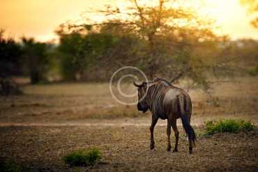 Save The Wildlife Campaign