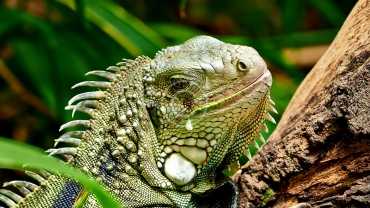 Why exotic animals are in extreme danger