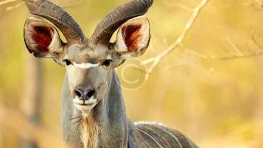Africa`s most endangered species