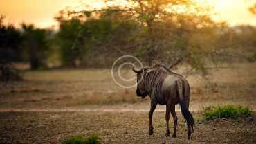The biological species concept