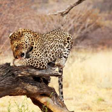 Species that are Endangered